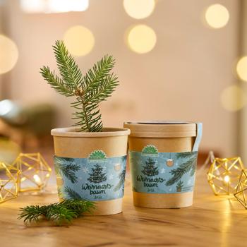 Preview: Set di coltivazione di abete rosso di alta qualità per il suo albero di Natale per il 2033 – fai da te per coltivare il suo abete – regalo di Natale originale e bellissimo