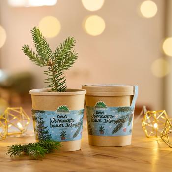 Preview: 2er-Set Hochwertiges Fichten-Anzuchtset für Ihren eigenen Weihnachtsbaum für 2030 – DIY Tannenbaum züchten – Originelles Geschenk für Weihnachten