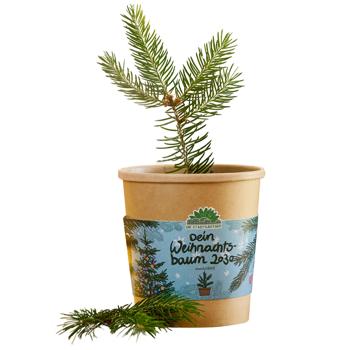 Hochwertiges Fichten-Anzuchtset für Ihren eigenen Weihnachtsbaum für 2030 – DIY Tannenbaum züchten – Originelles, tolles Geschenk für Weihnachten