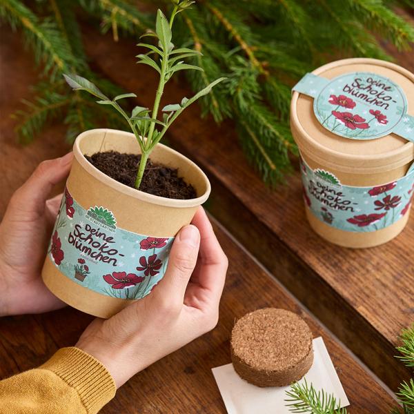 2er-Set Wunderschöne Schokoblumen Anzucht-Set im Becher – Starten Sie Ihr Duftendes Hobby fur Balkon & Fensterbank – Originelles Weihnachtsgeschenk