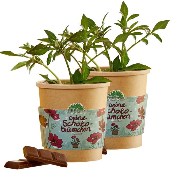 2er-Set Wunderschöne Schokoblumen Anzucht-Set im Becher – Starten Sie Ihr Duftendes Hobby fur Balkon & Fensterbank – Originelles Weihnachtsgeschenk