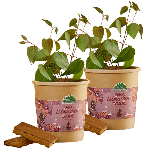 2er-Set Schönes Lebkuchenbaum Anzuchtset – Duft-Garantie: Zimt & Lebkuchen! Wundervolles Katsurabaum Zuchtset für Ihr Zuhause – Ideales Geschenk!