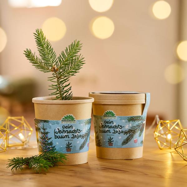 Hochwertiges Fichten-Anzuchtset für Ihren eigenen Weihnachtsbaum für 2030 – DIY Tannenbaum züchten – Originelles, tolles Geschenk für Weihnachten