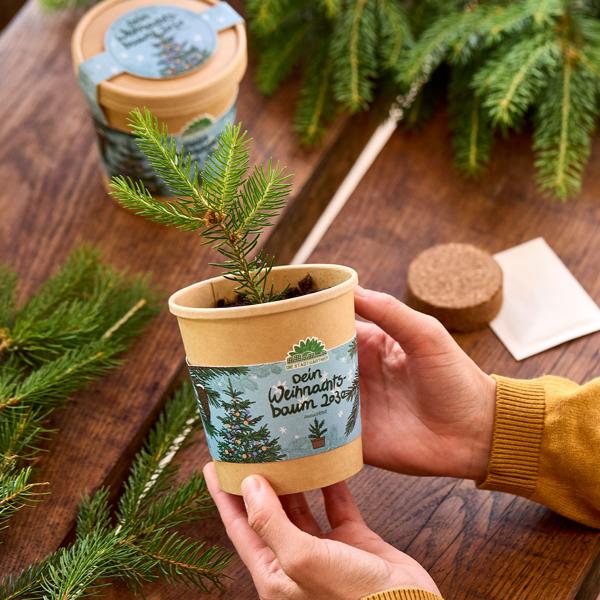 Hochwertiges Fichten-Anzuchtset für Ihren eigenen Weihnachtsbaum für 2030 – DIY Tannenbaum züchten – Originelles, tolles Geschenk für Weihnachten