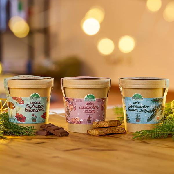 3er-Anzucht-Set: Schokoblume, Lebkuchenbaum & Fichte – Originelles, wunderschönes Weihnachtsgeschenk – Selber ziehen & pflegen für Hobbygärtner