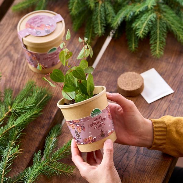 3er-Anzucht-Set: Schokoblume, Lebkuchenbaum & Fichte – Originelles, wunderschönes Weihnachtsgeschenk – Selber ziehen & pflegen für Hobbygärtner